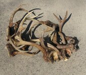 antlers.jpg