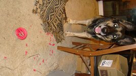 DSC00524.jpg