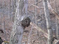 burl.jpg