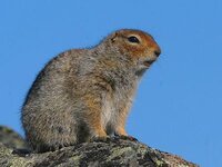 parka~squirrel~507.jpg