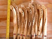 jaw5e.JPG