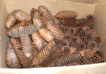 cones.jpg