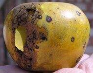 small agarita bowl.jpg