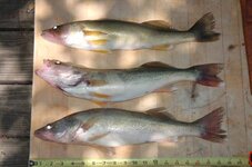 walleye_7-11.JPG
