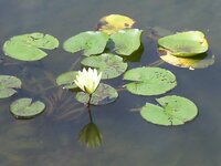 pondlily.jpg