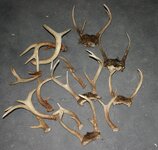 Antler.jpg