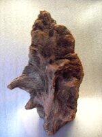 mike bog yew 001.JPG