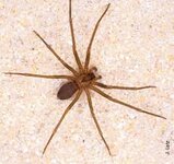 brown recluse.jpg