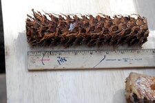 Blanks- Pine Cone 1.jpg