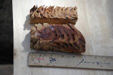 Blanks- Pine Cone 3.jpg