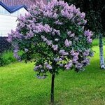 lilac.jpg