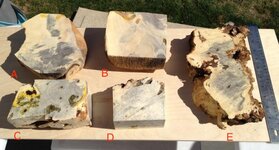 buckeyeburl.jpg