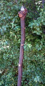 DSCF0010-1.jpg