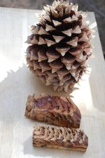 Blanks- Pine Cone 5.jpg