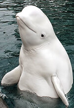 beluga_mostly_out_of_water_2_v.jpg