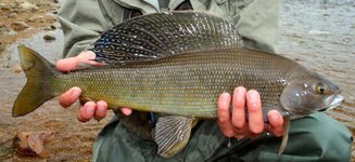 Stunning-Arctic-Grayling-from-near-Nome-Alaska-2007.jpg