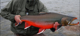 Arctic-Char.jpg