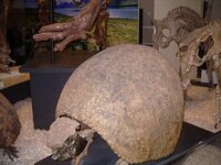 ROM_-_Glyptodon_Clavipes.jpg
