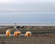 Polar_bears_on_the_Beaufort_Sea_coast.jpg