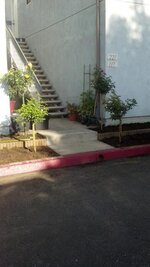 walkway after tree roses planted.jpg