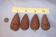 Pinecones - Large.jpg