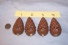 Pinecones - Medium.jpg