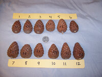 Pinecones - Small.jpg