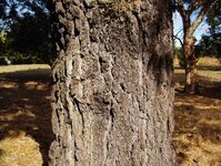 my turnings 022_(1).jpg