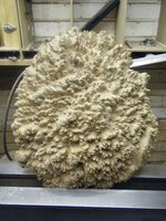 Large Goldfield burr.jpg