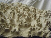 Large Goldfield burr close.jpg