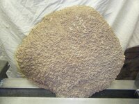 Large Goldfield burr tight.jpg