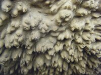 Tight Goldfield burr close.jpg