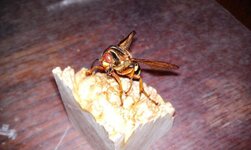 Bug 3.jpg
