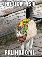 Tacocat.jpg