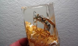 Bug 4.jpg