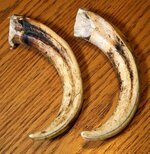 warthog tusks.jpg