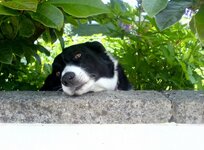 DSC00109 (800x590).jpg