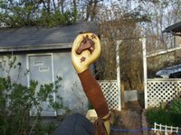 Horse cane_373x280.jpg