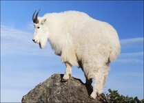 mountain-goat-picture.jpg