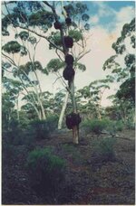 Salmon Gum Burls in Goldfields.jpg