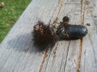 IMG_20121014_134659.jpg