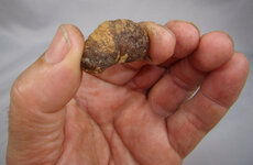 small gall.jpg