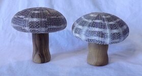 mushrooms 001sm.jpg