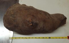 Redwood Root Burl.jpg