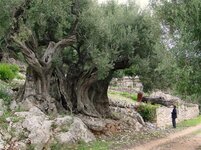 Olivetree_1500yrs.jpg