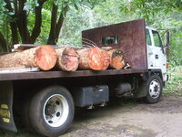 wood harvesting 020.JPG