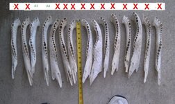 Jawbones Group A.jpg