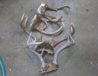antler.jpg
