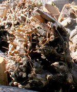 crown2.jpg