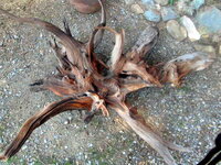 Bristlecone pine 1.jpg